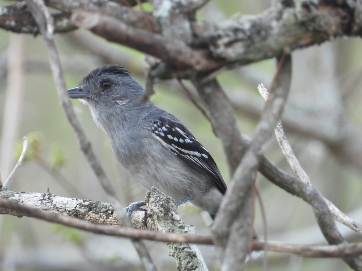 Northern Slaty-Antshrike - ML611503088