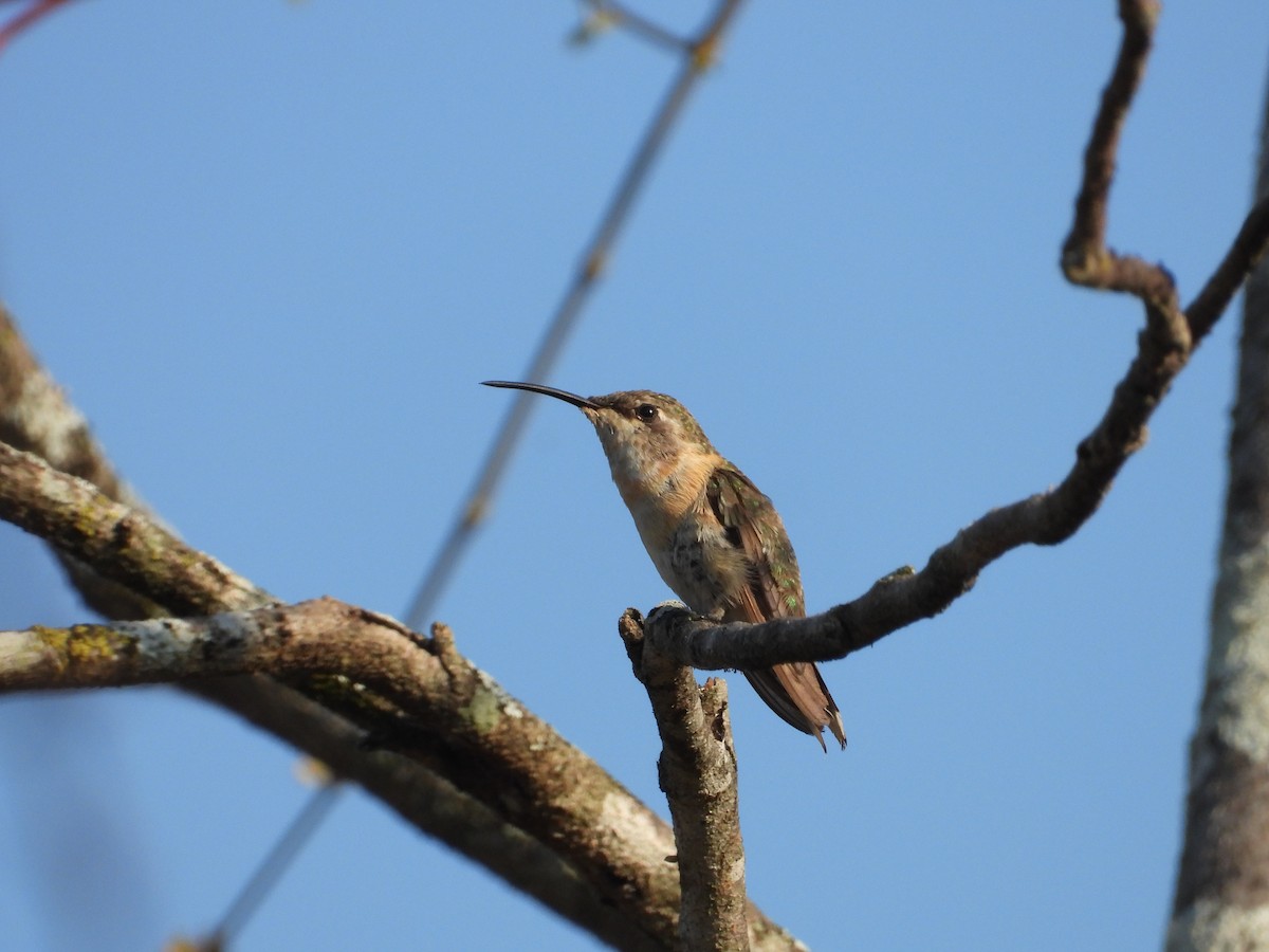 Spot-throated Hummingbird - Robert Lambeck