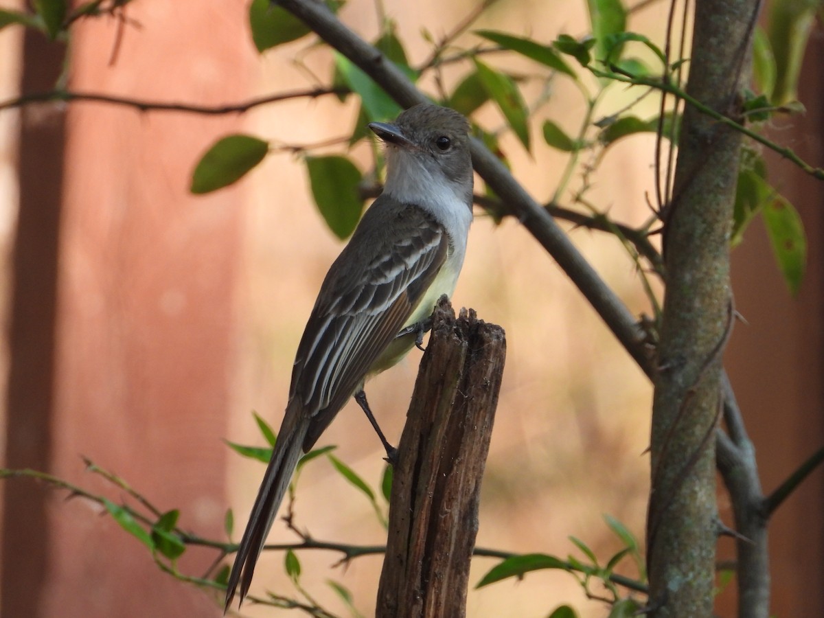 Brown-crested Flycatcher - Robert Lambeck