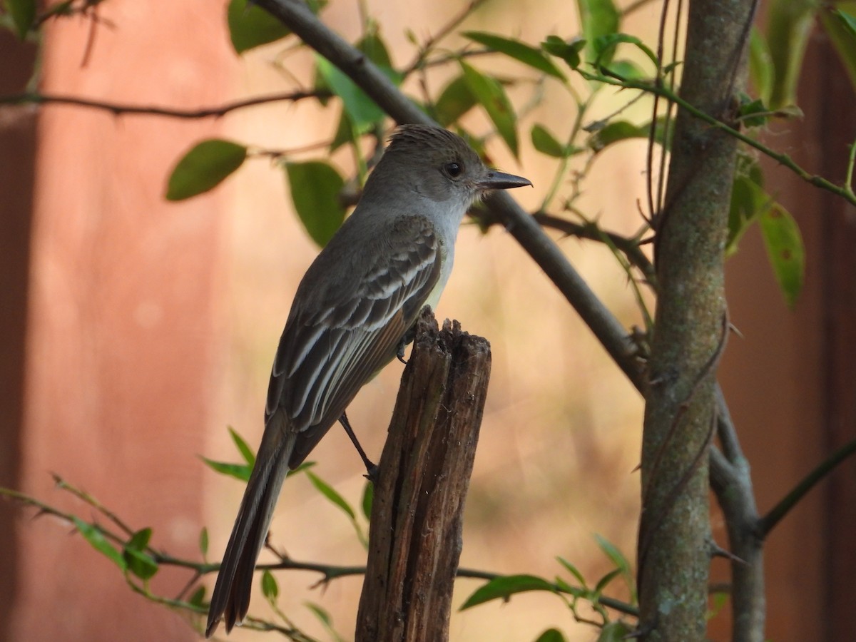 Brown-crested Flycatcher - ML611503196