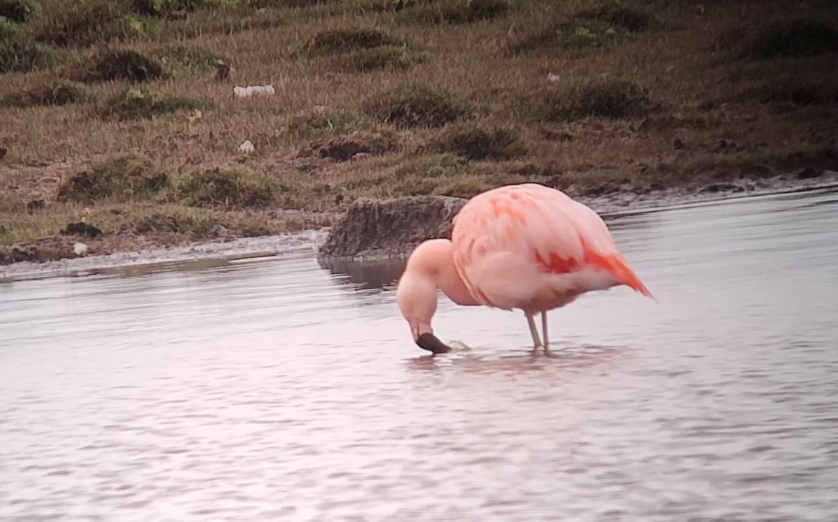 Chilean Flamingo - ML611503256