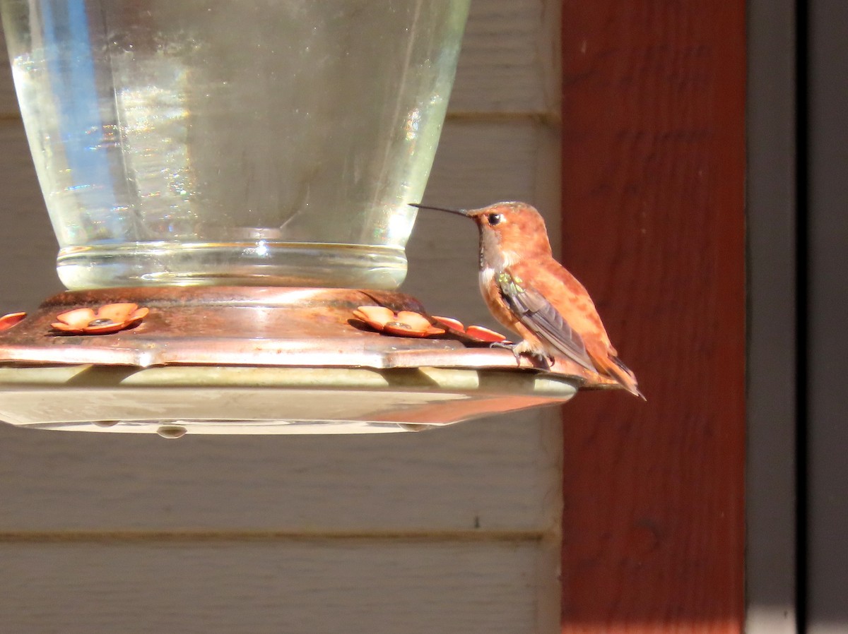Rufous Hummingbird - ML611503274