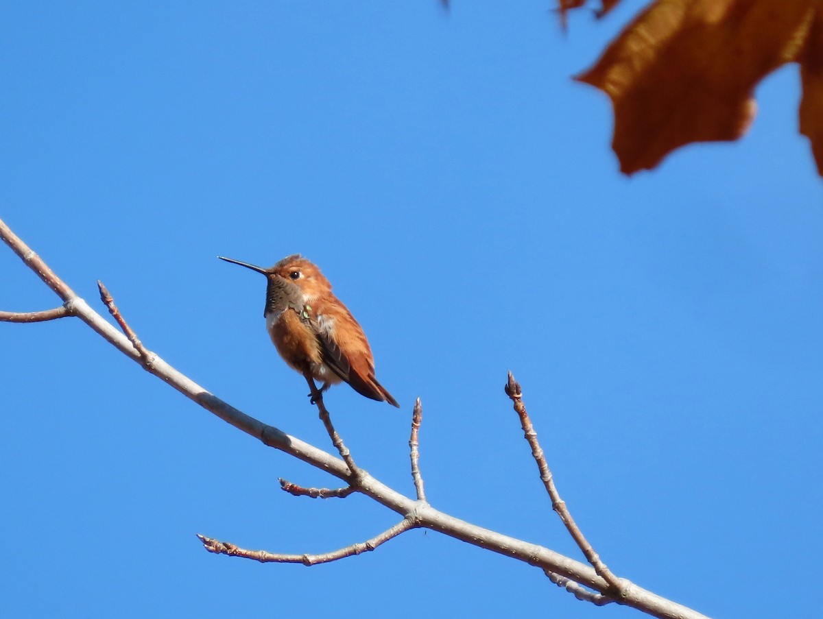 rødkolibri - ML611503275