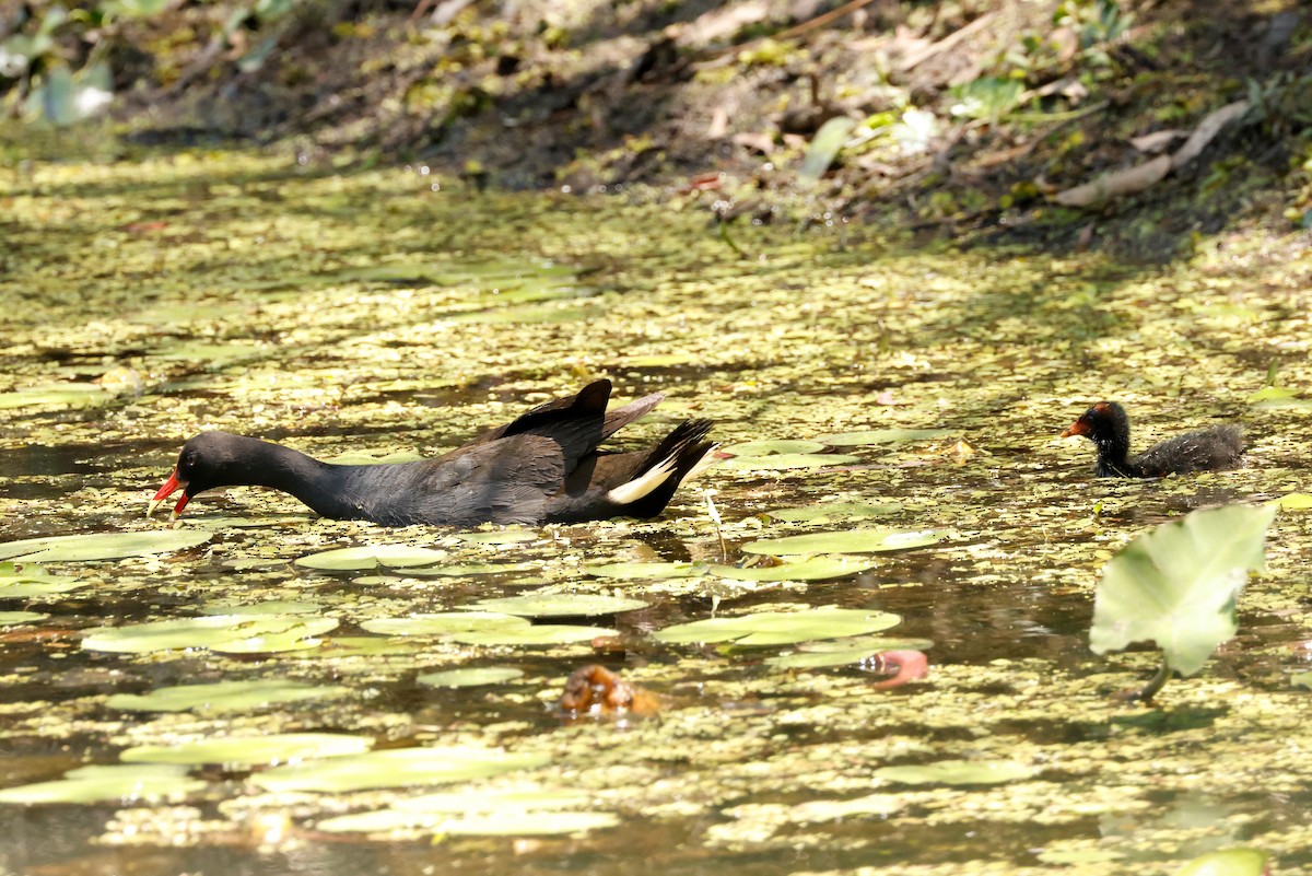 Dusky Moorhen - ML611503296