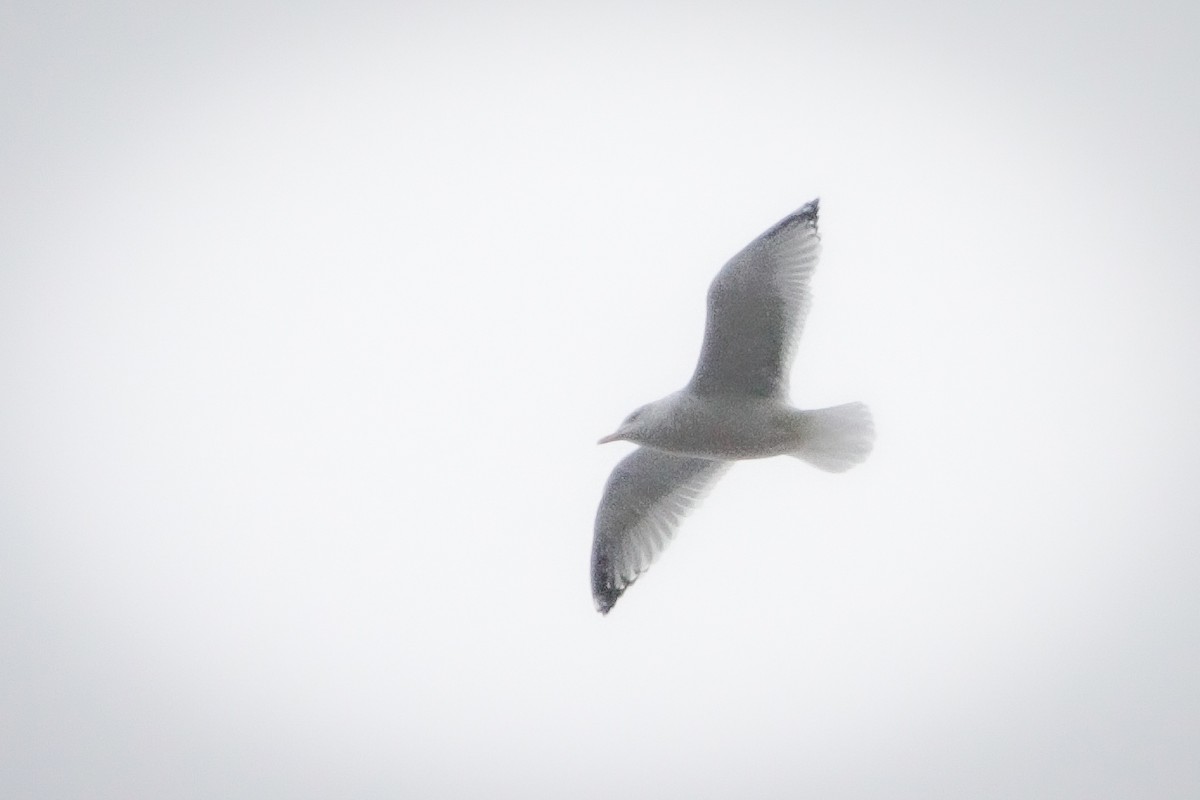 Ring-billed Gull - Catherine Holland