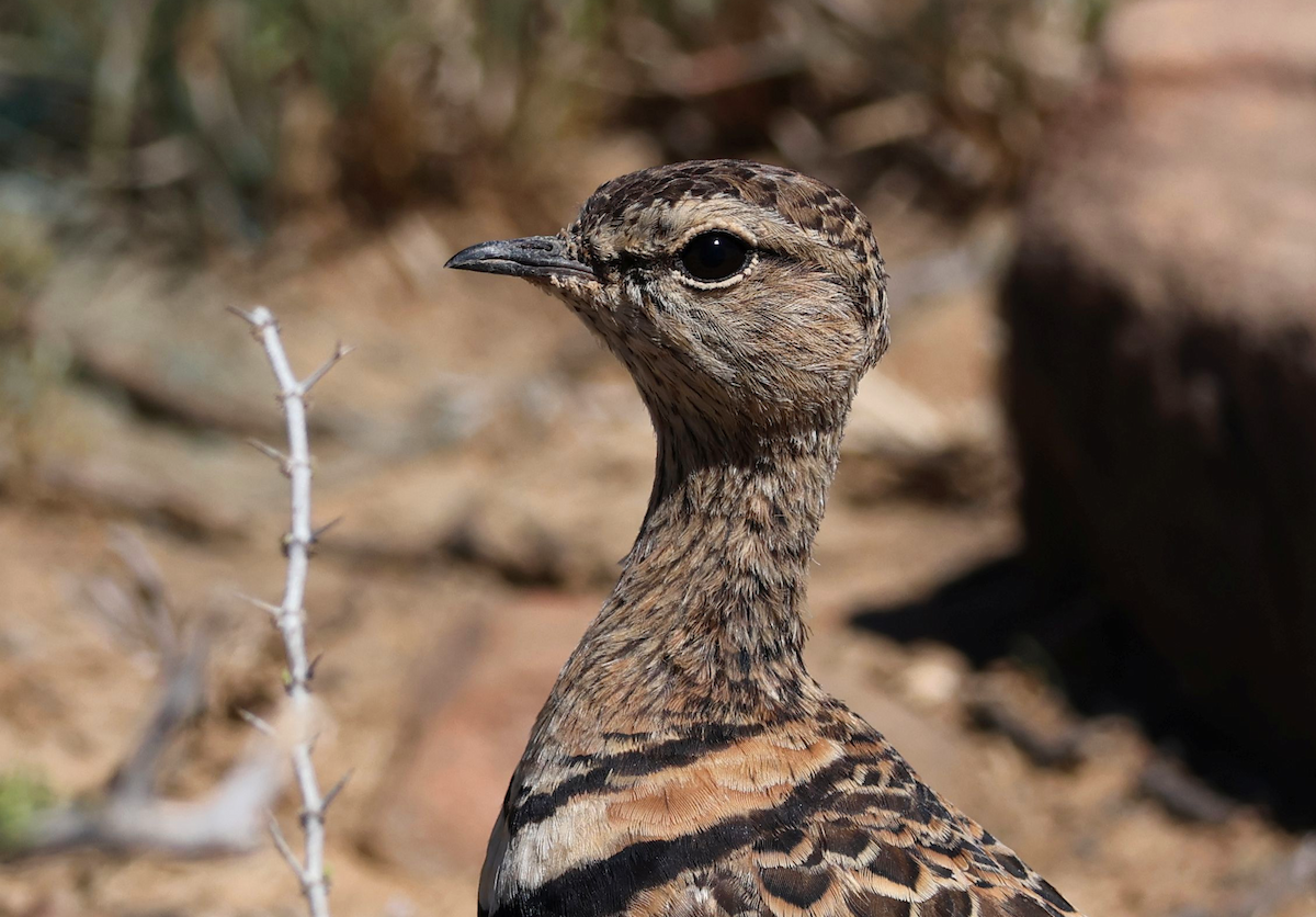 Double-banded Courser - ML611503409