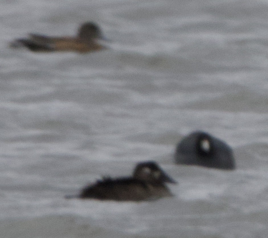 Surf Scoter - ML611503411