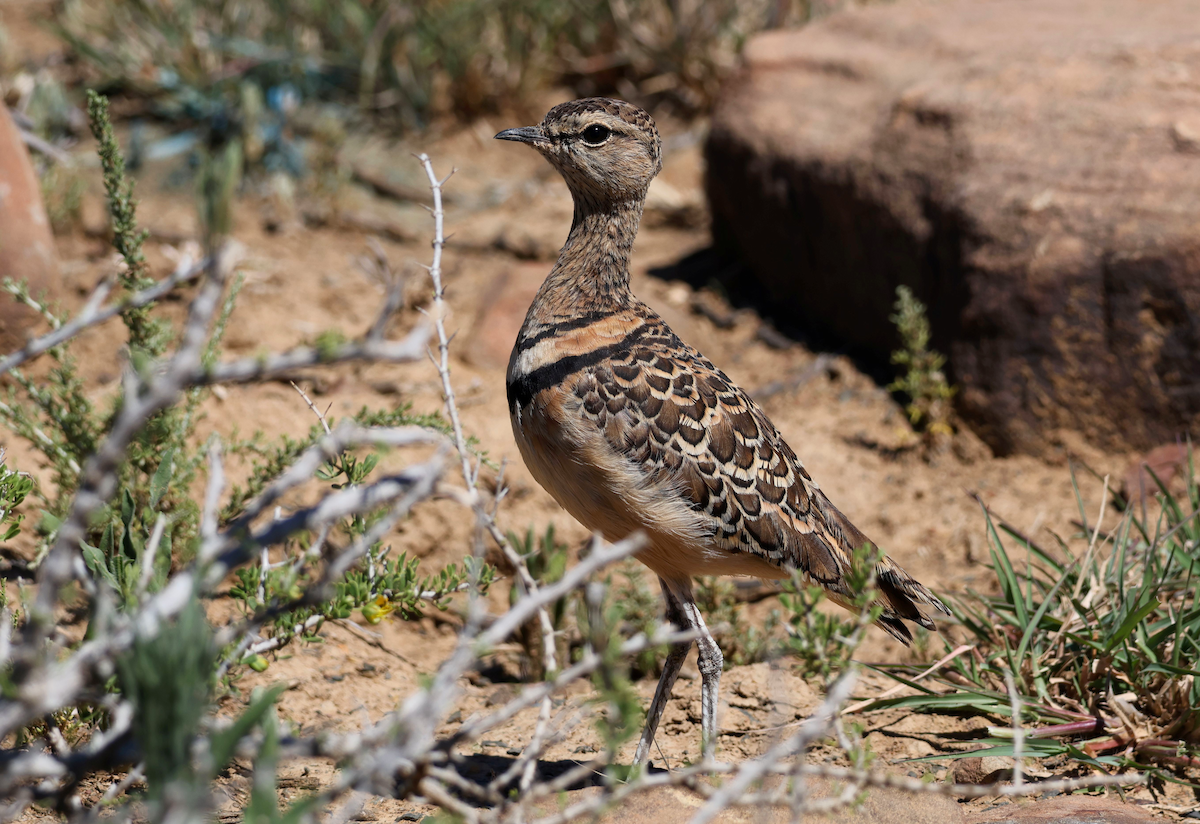 Double-banded Courser - ML611503412
