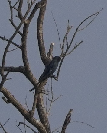 drongo sp. - ML611503428