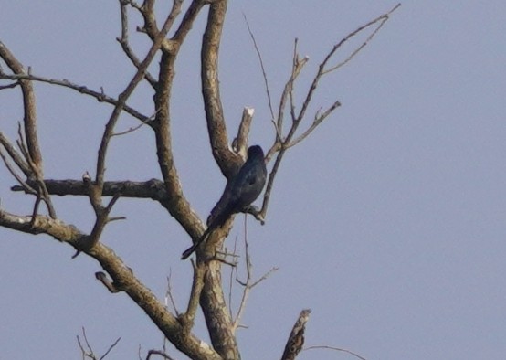 drongo sp. - ML611503436