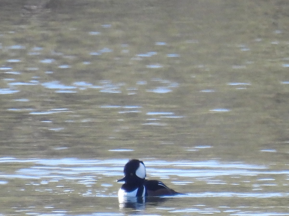 Hooded Merganser - ML611503446