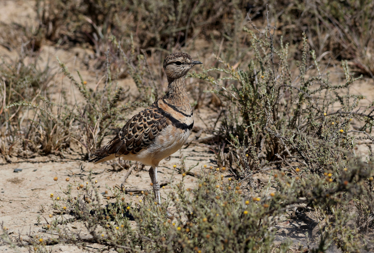 Double-banded Courser - ML611503480
