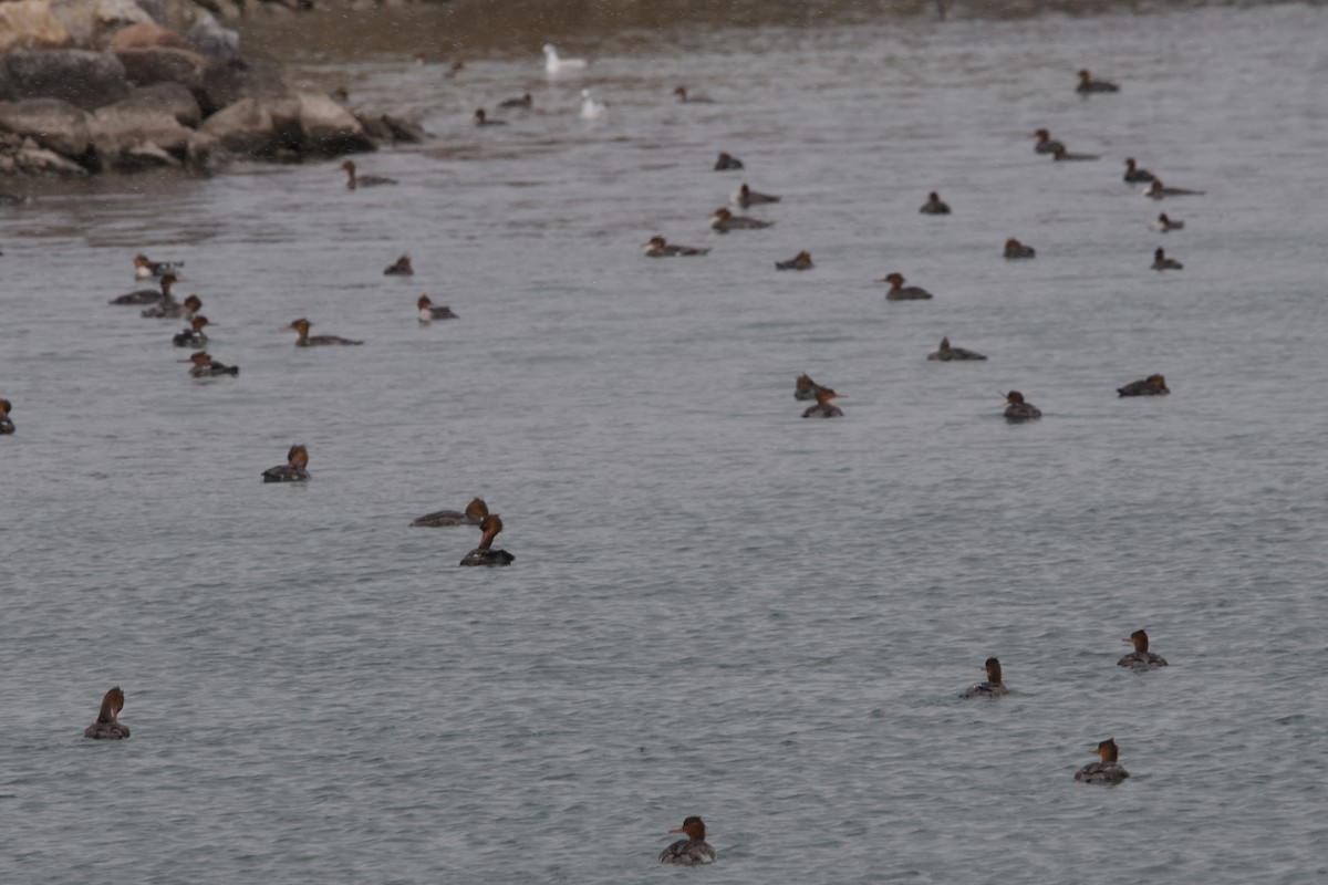 Common Merganser - ML611503578