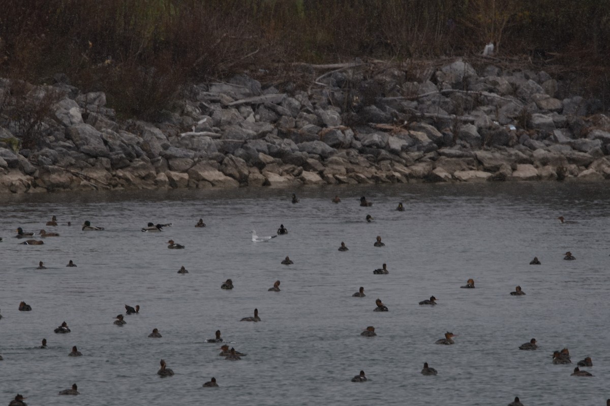 Common Merganser - ML611503582