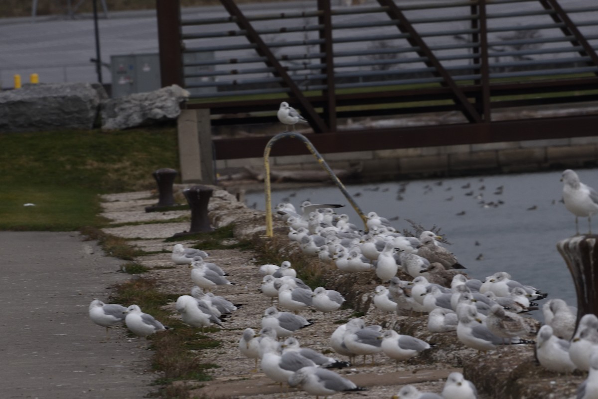 Ring-billed Gull - ML611503599