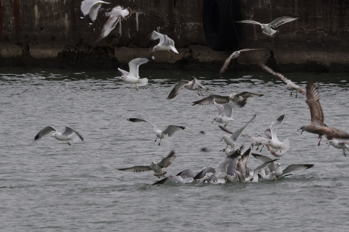 Ring-billed Gull - ML611503600