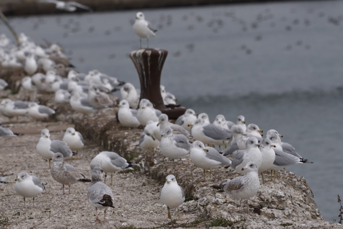 Ring-billed Gull - ML611503601