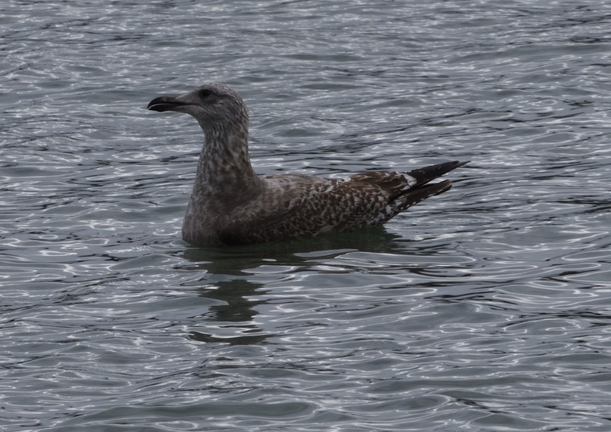 Herring Gull - ML611503618