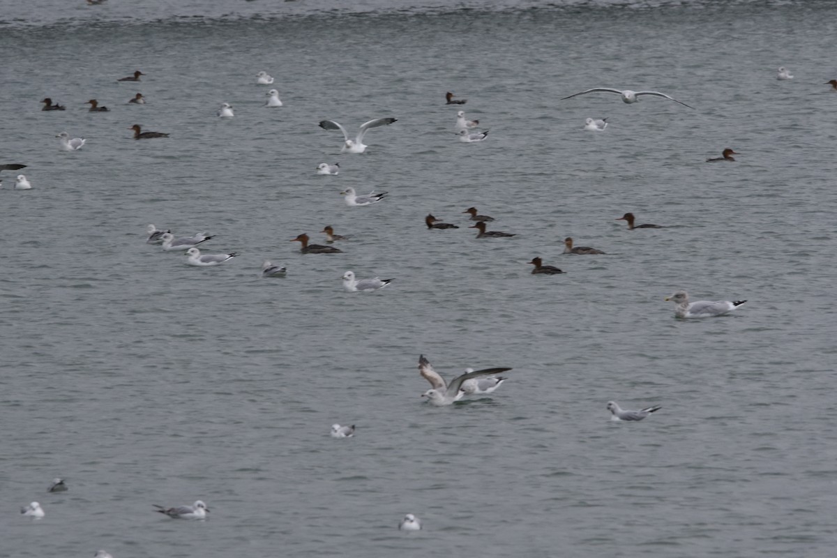 Herring Gull - ML611503619