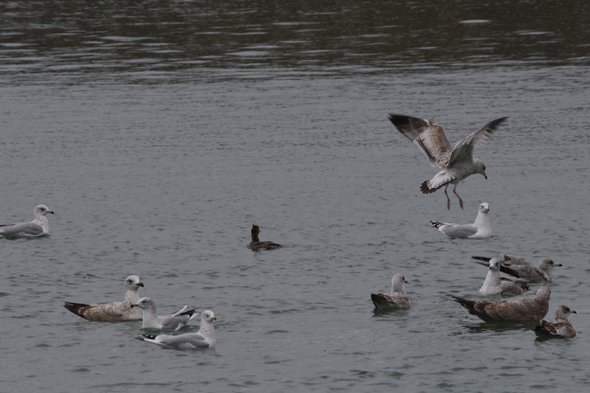 Herring Gull - ML611503621