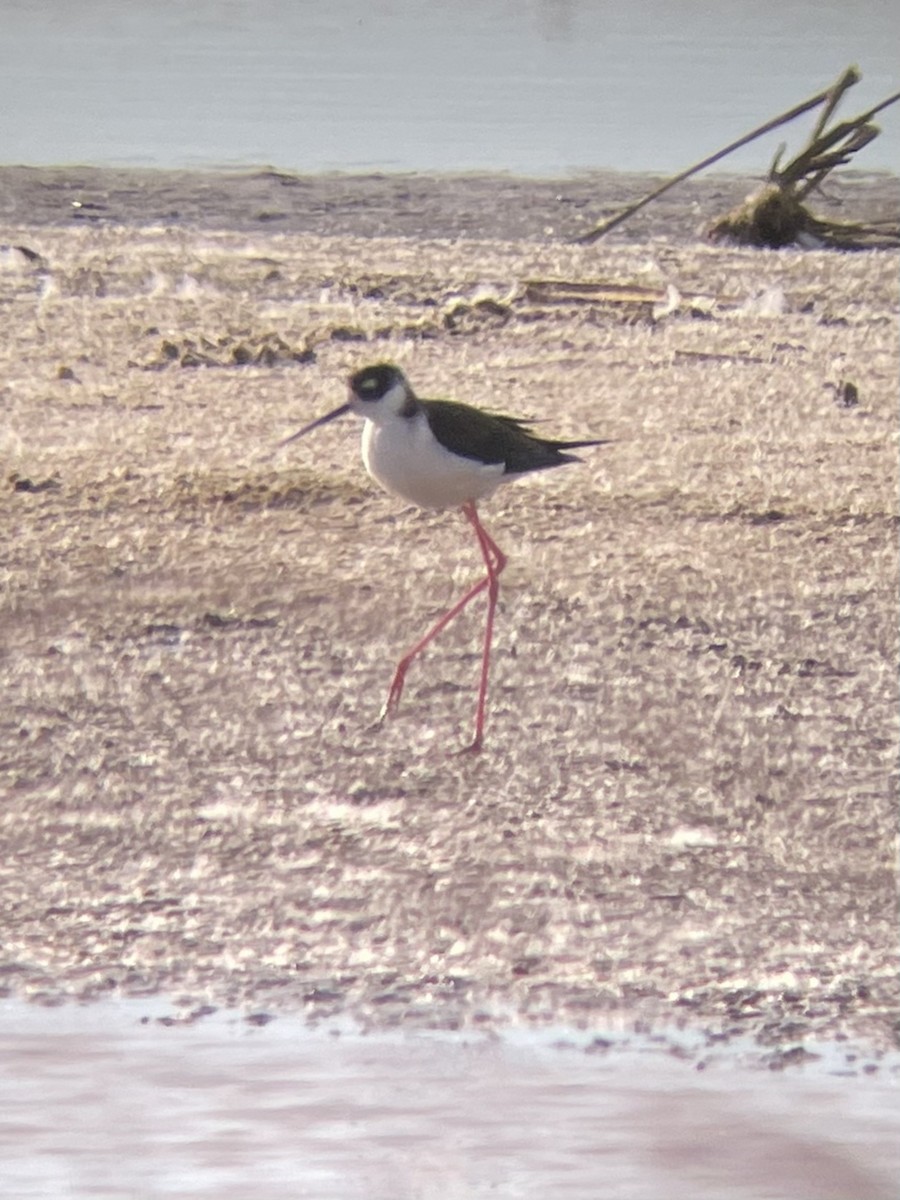 Black-necked Stilt - ML611503856