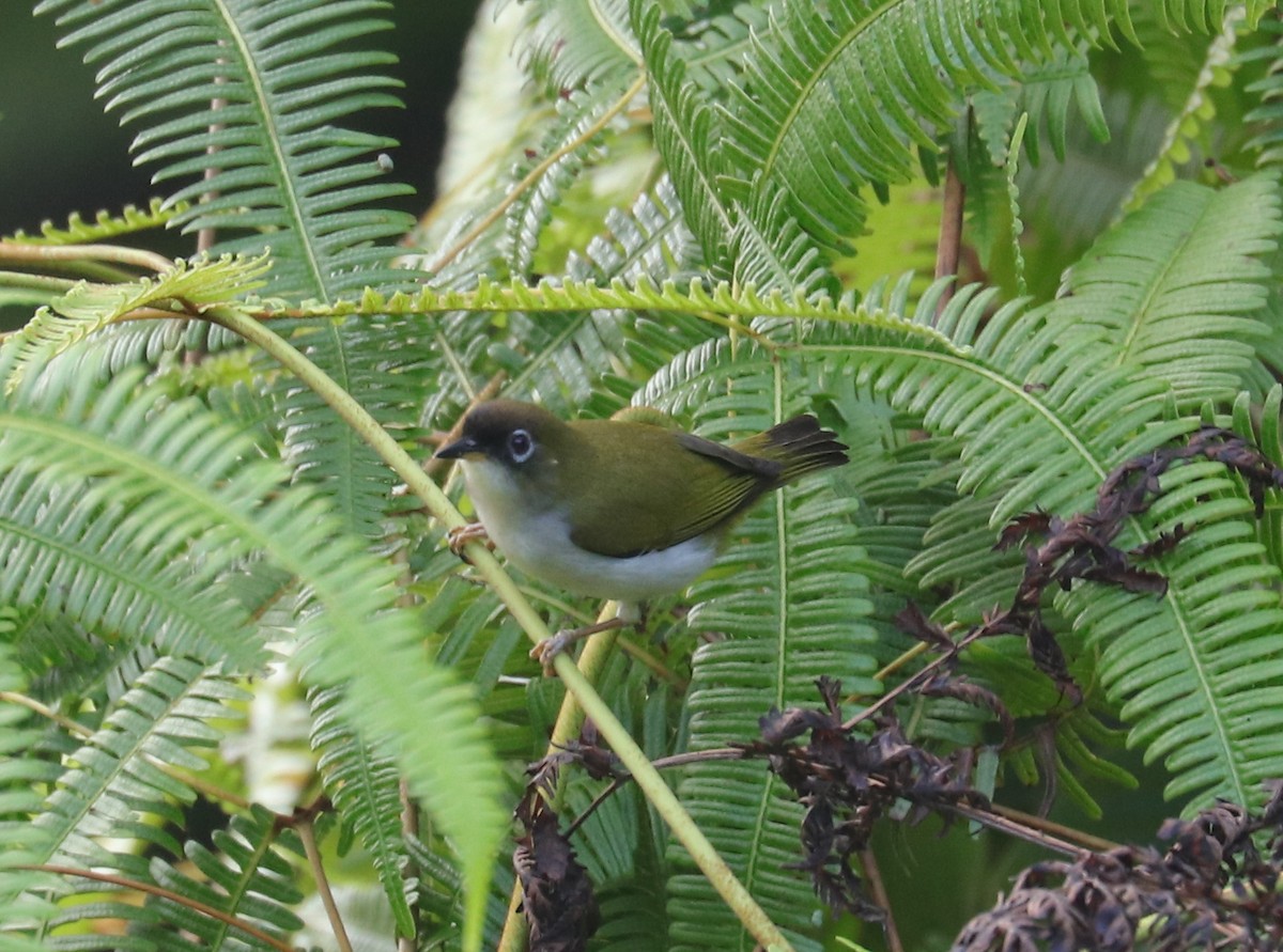 Cream-throated White-eye (Halmahera) - Joelle Finley