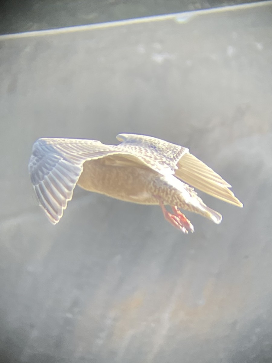 Iceland Gull - ML611503895