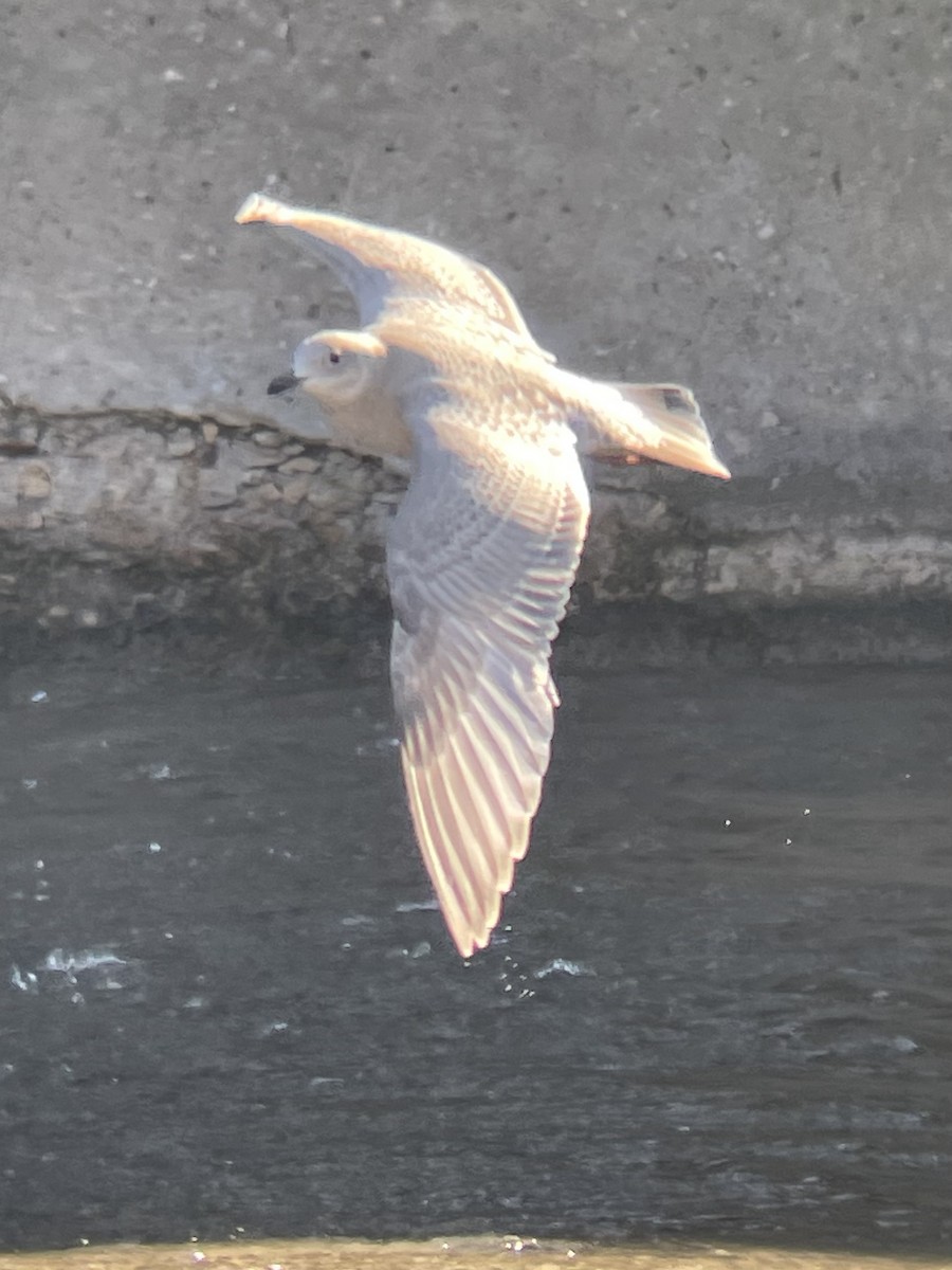 Iceland Gull - Alex Harman