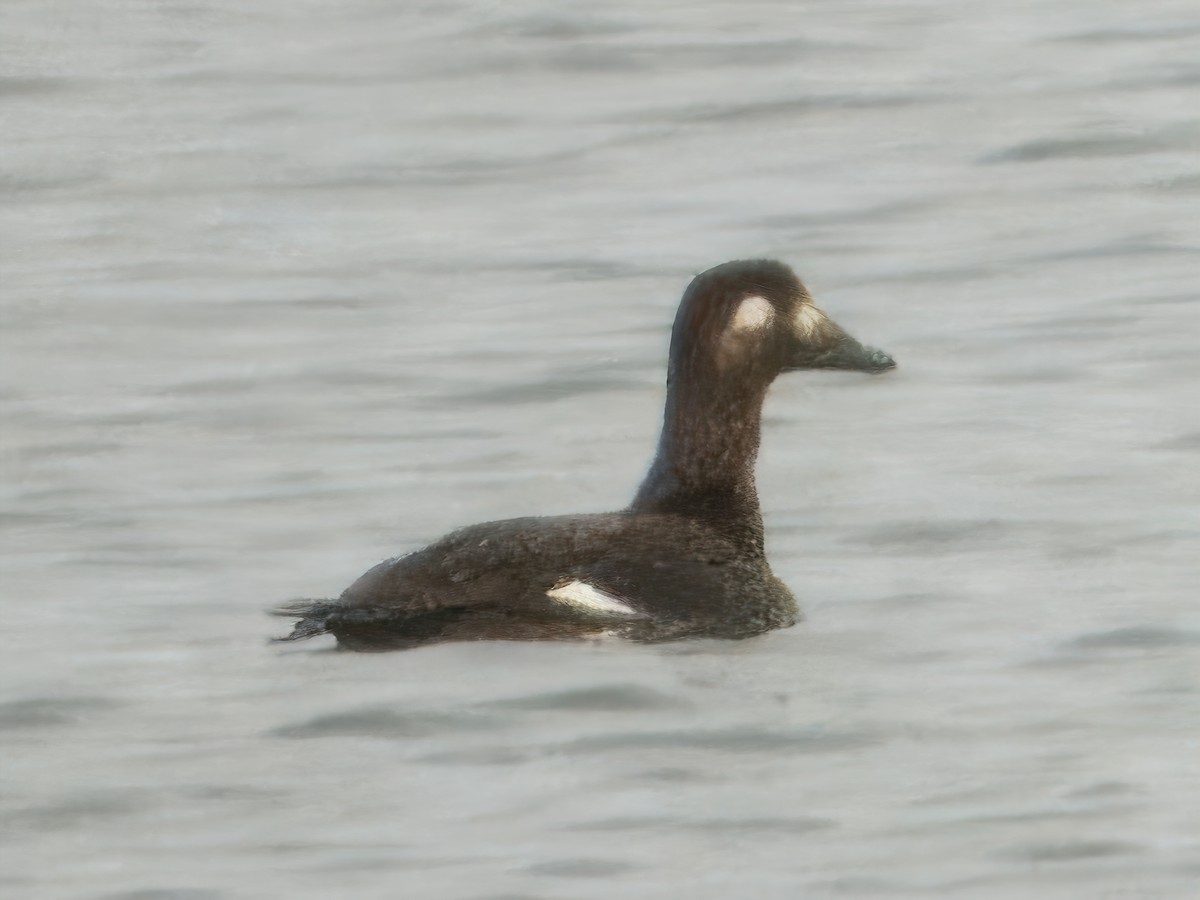 White-winged Scoter - ML611504088