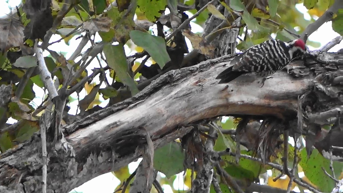 Nuttall's Woodpecker - ML611504090