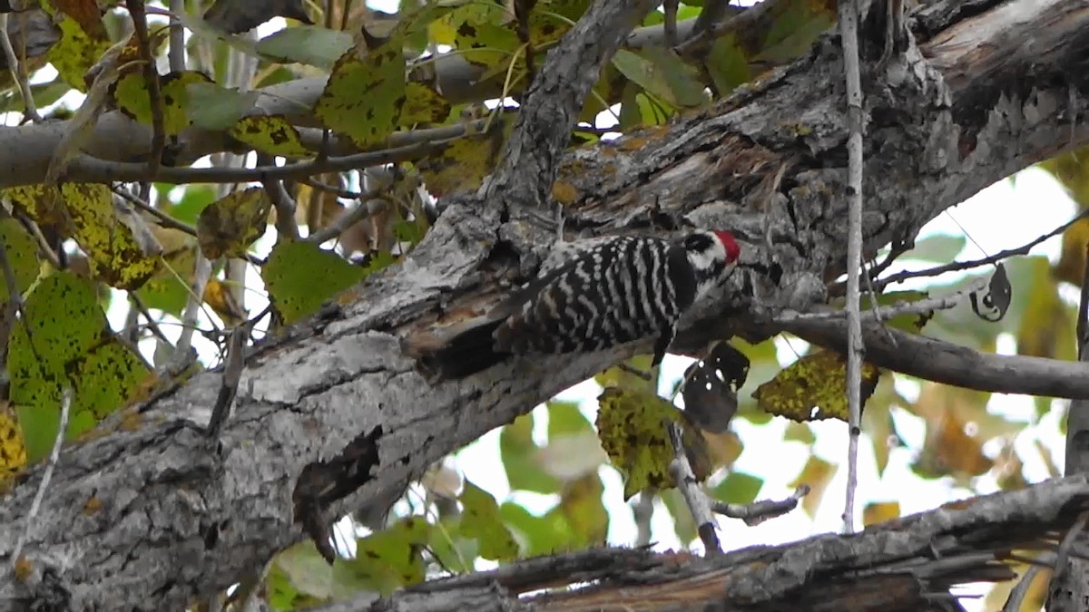 Nuttall's Woodpecker - ML611504091