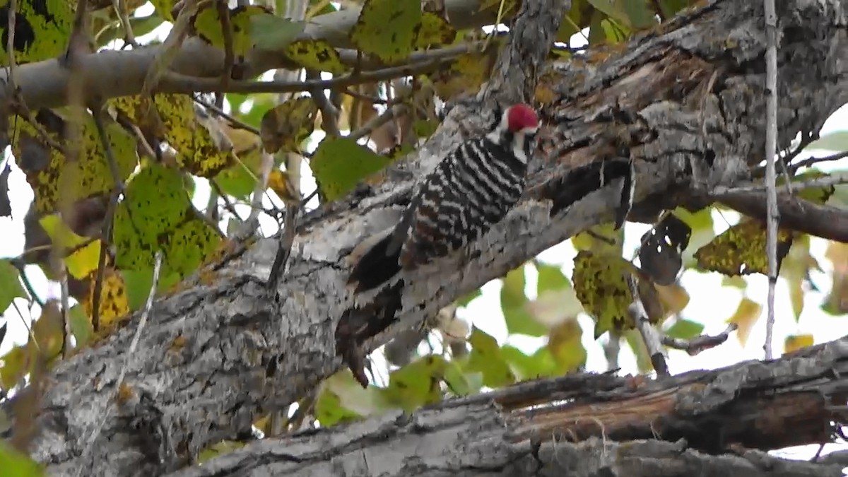 Nuttall's Woodpecker - Bruce Schine