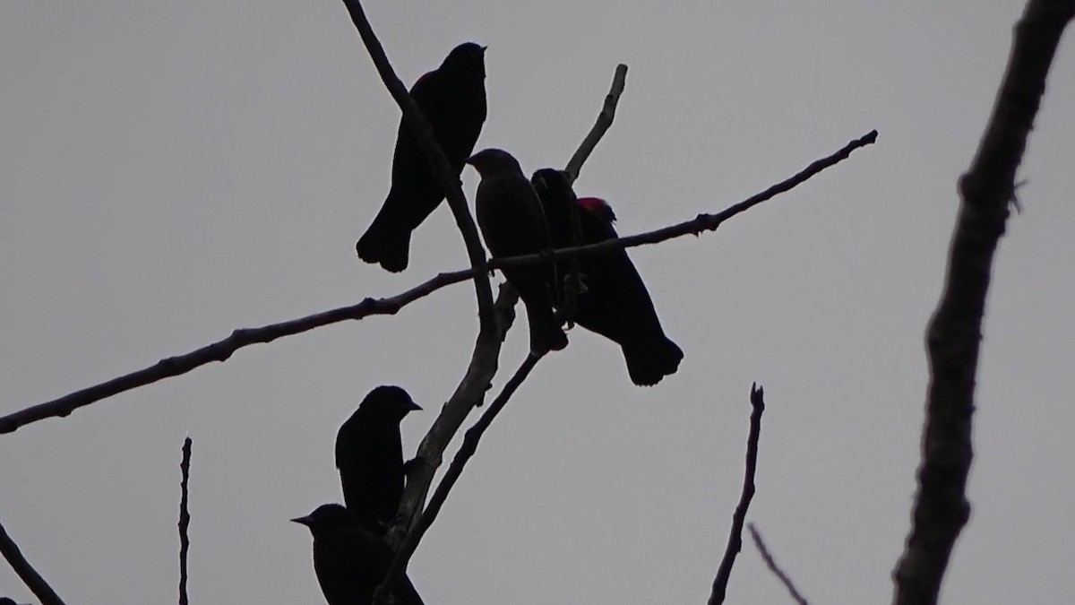 Red-winged Blackbird - Bruce Schine