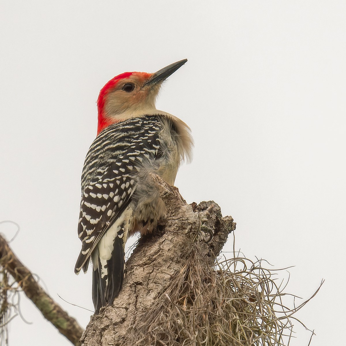 Red-bellied Woodpecker - ML611504156