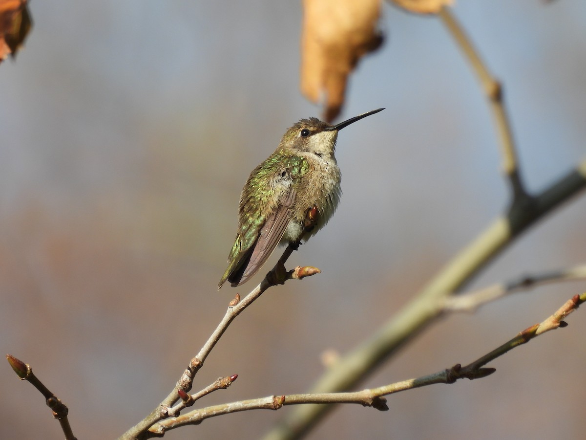 Colibrí Gorjinegro - ML611504192