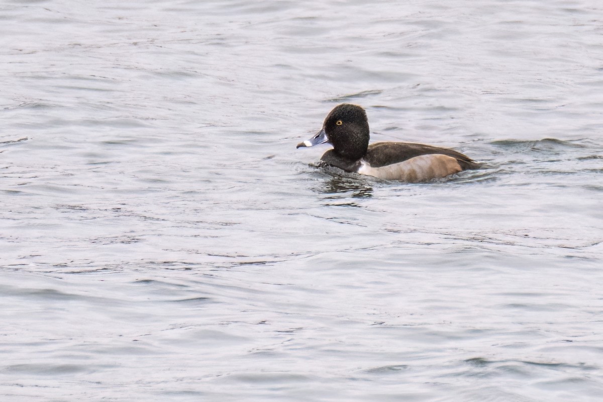 Ring-necked Duck - ML611504229