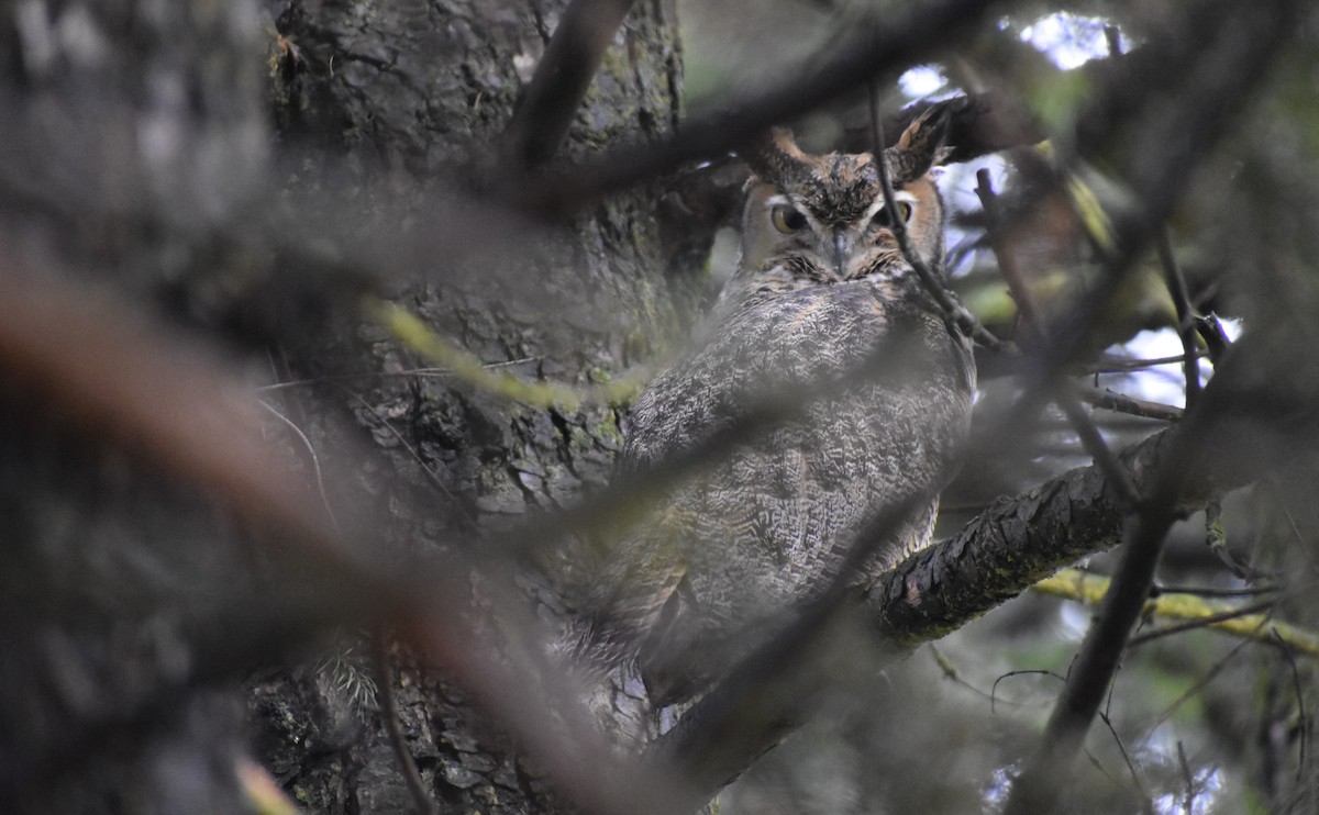 Great Horned Owl - ML611504263