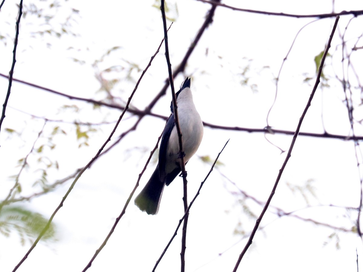Moluccan Flycatcher - ML611504375