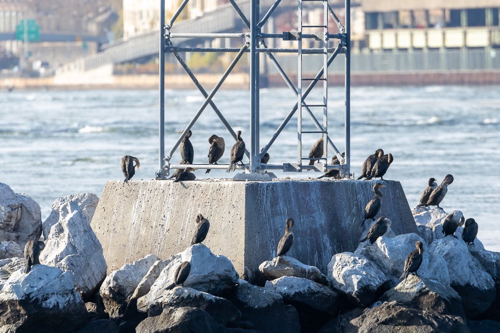 Double-crested Cormorant - Rusty H