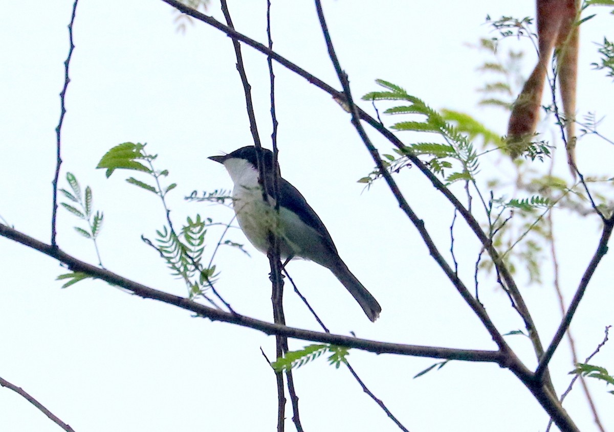 Moluccan Flycatcher - ML611504401