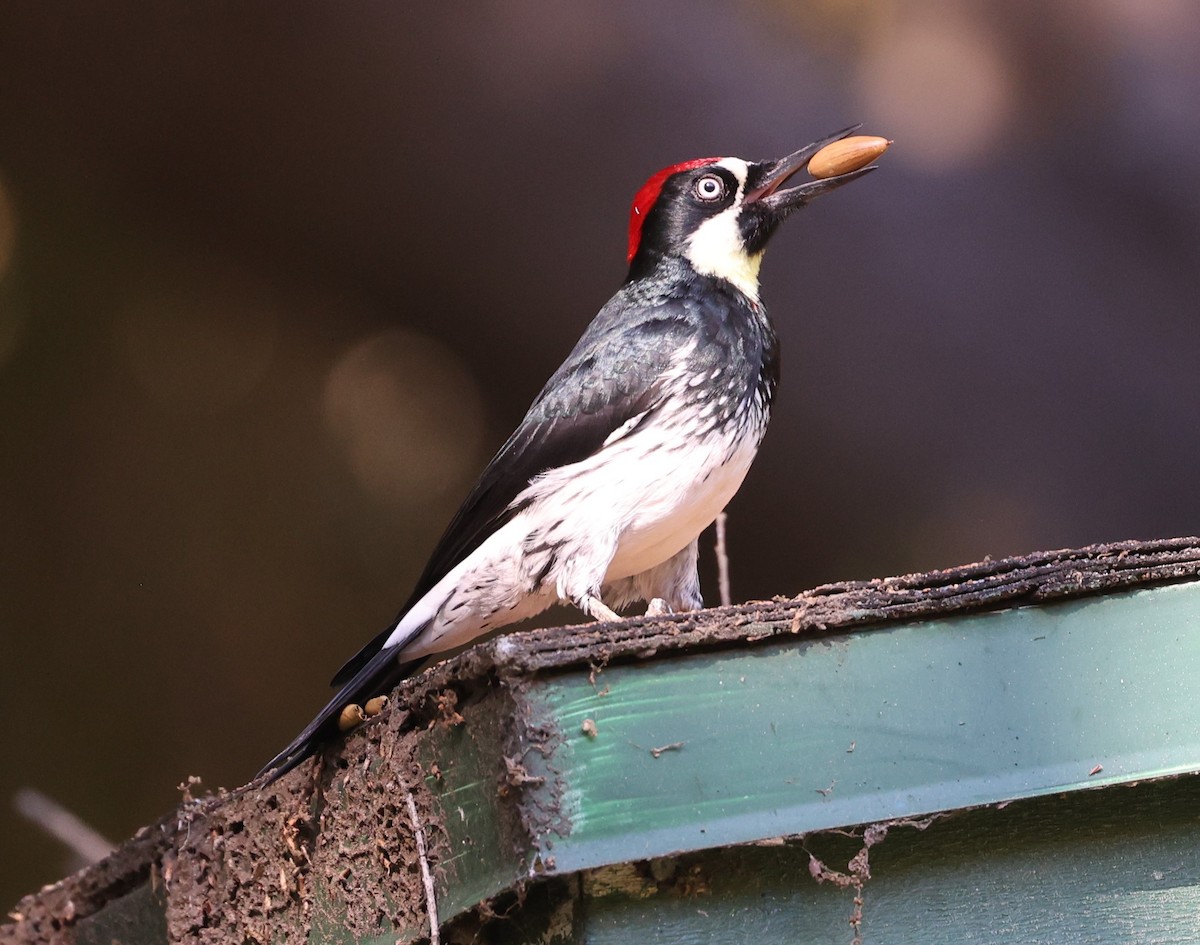 Acorn Woodpecker - ML611504409