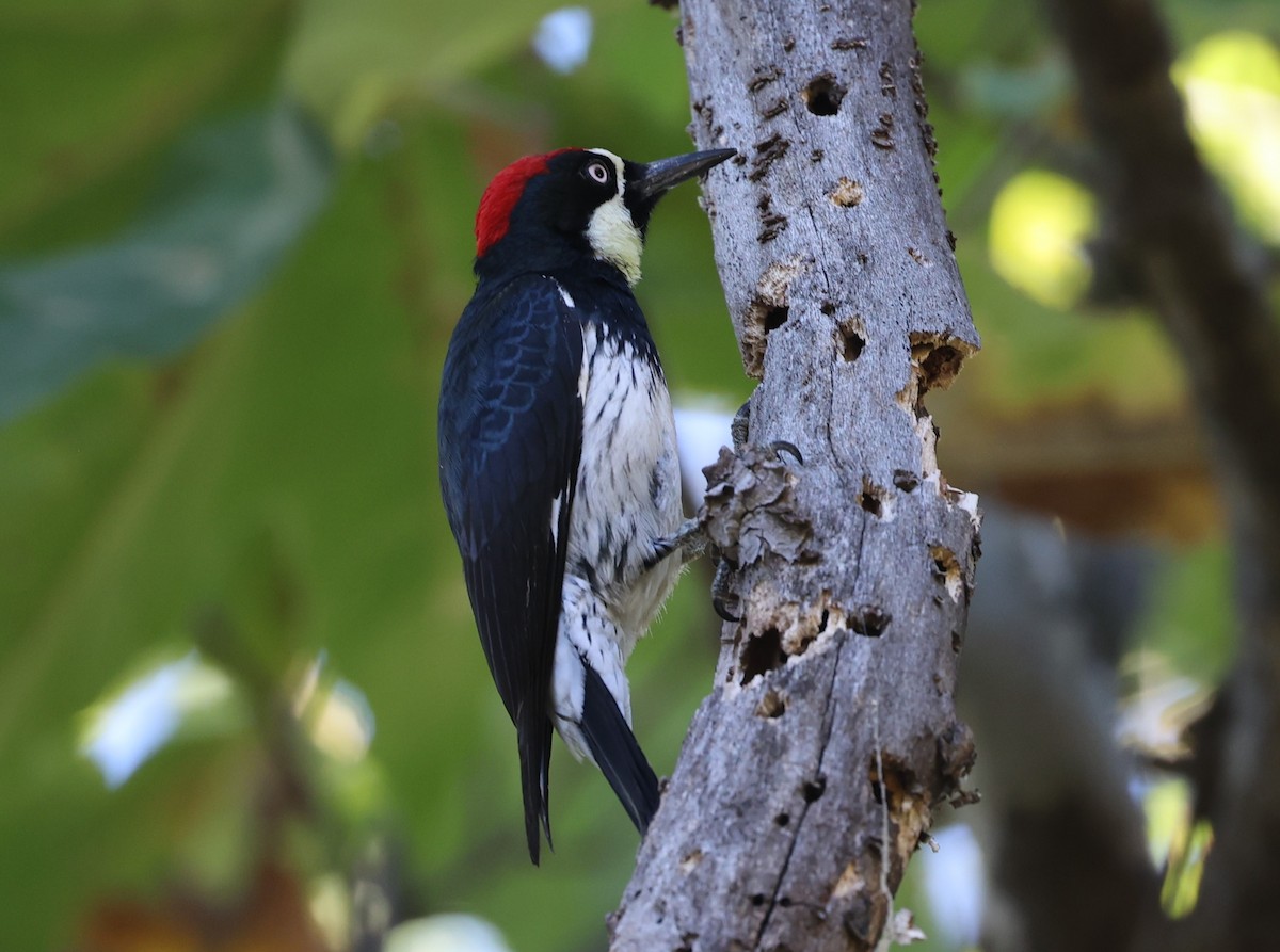 Acorn Woodpecker - ML611504411