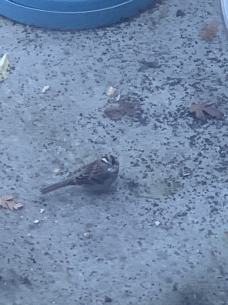 White-throated Sparrow - Anonymous