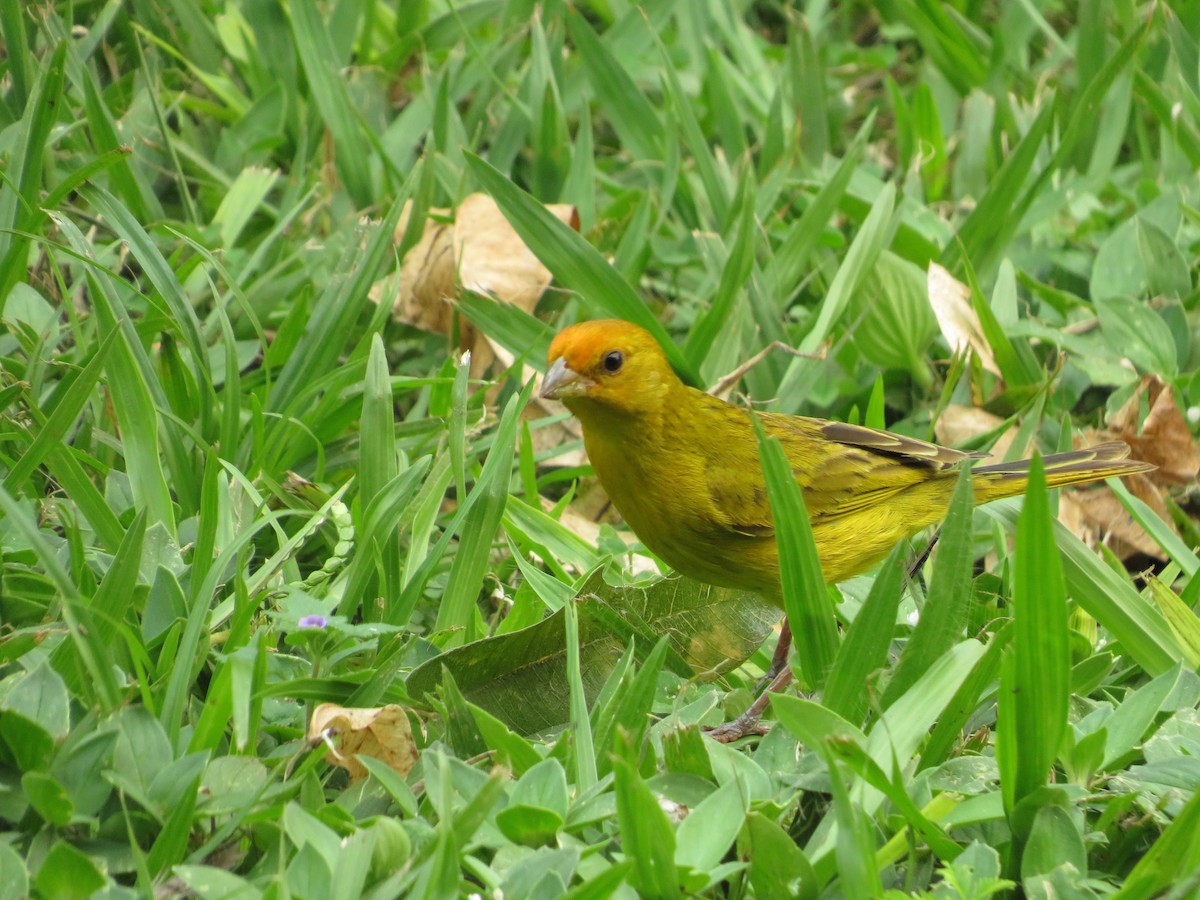 Saffron Finch - Eduardo  Medina