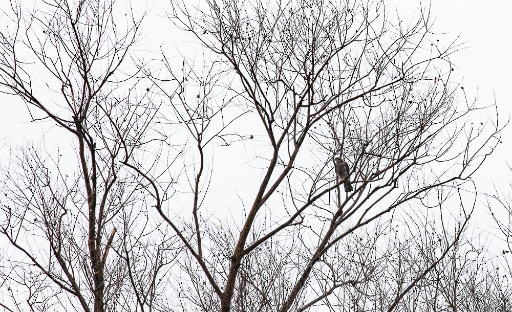 Eurasian Sparrowhawk - ML611504697