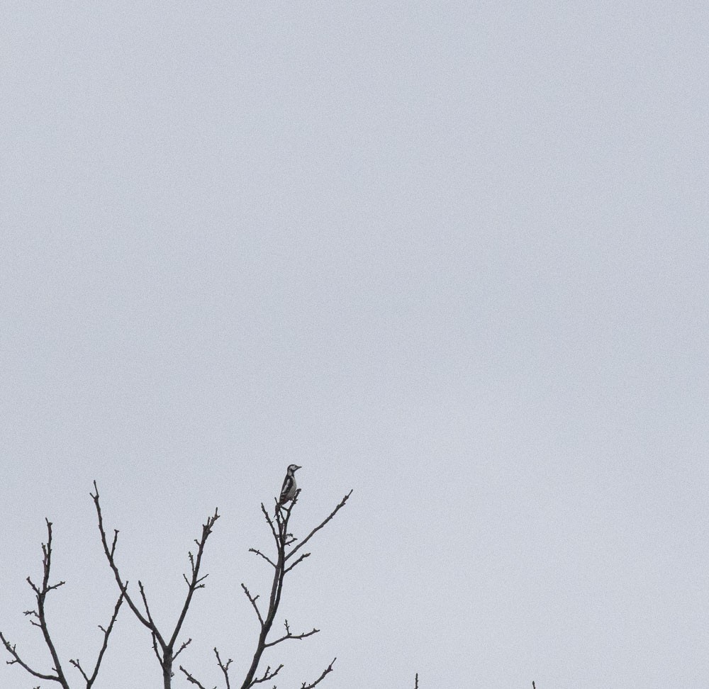 Great Spotted Woodpecker - ML611504753