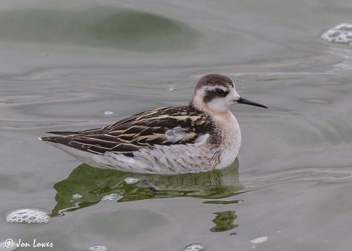 Phalarope à bec étroit - ML611504754