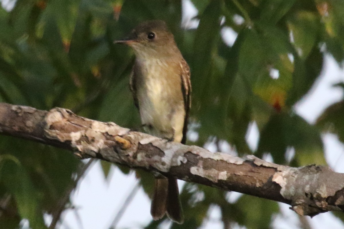 Eastern Wood-Pewee - ML611504790