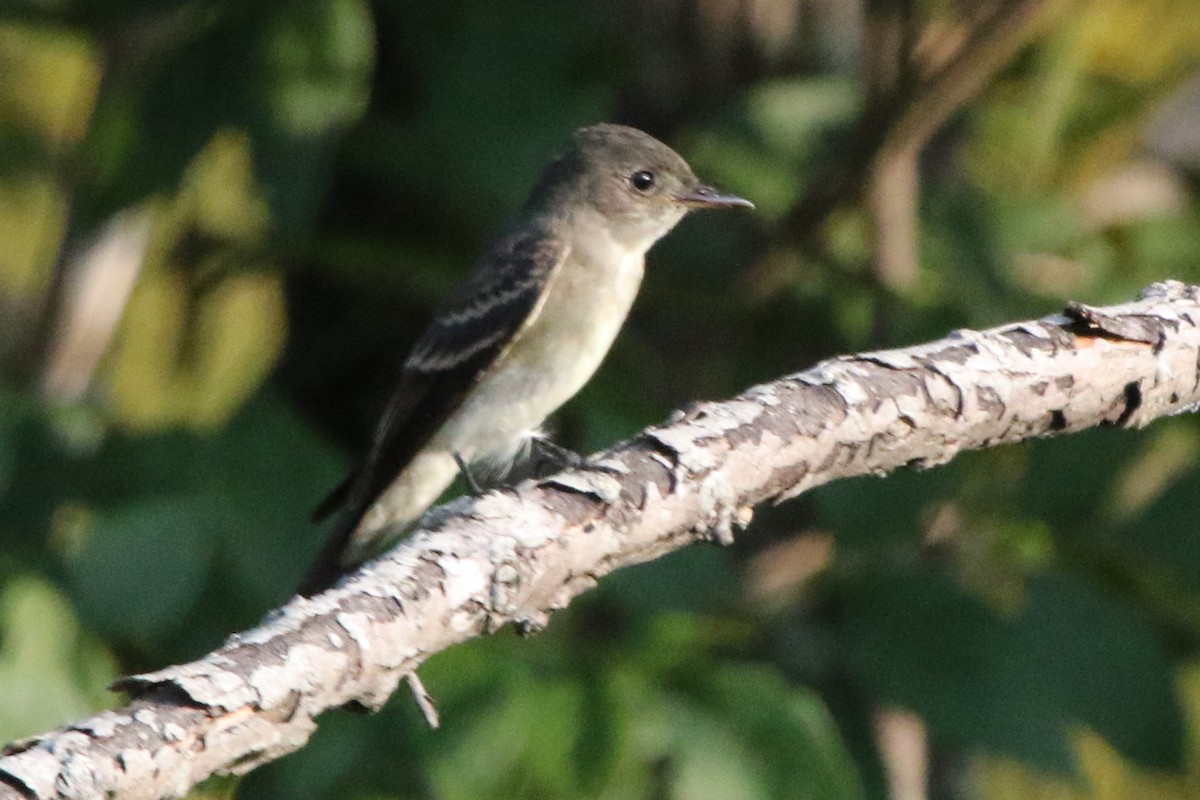 Eastern Wood-Pewee - Jeffrey Blalock