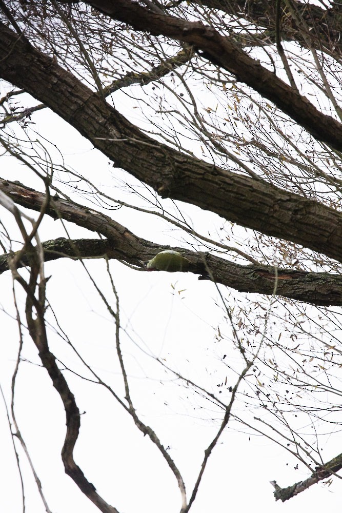 Eurasian Green Woodpecker - ML611504820